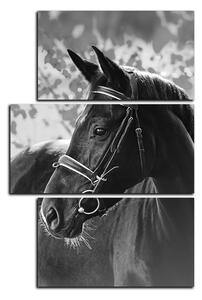 Obraz na plátne - Čierny kôň - obdĺžnik 7220QD (90x60 cm)