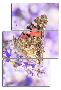 Obraz na plátne - Motýľ na levandule - obdĺžnik 7221D (90x60 cm)