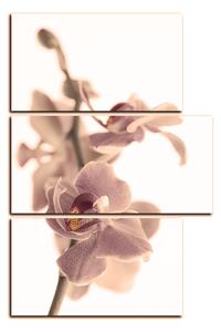 Obraz na plátne - Orchidea kvet izolovaná na bielom pozadí - obdĺžnik 7222FD (120x80 cm)
