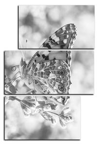 Obraz na plátne - Motýľ na levandule - obdĺžnik 7221QD (90x60 cm)
