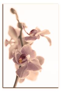 Obraz na plátne - Orchidea kvet izolovaná na bielom pozadí - obdĺžnik 7222FA (90x60 cm )