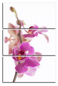 Obraz na plátne - Orchidea kvet izolovaná na bielom pozadí - obdĺžnik 7222B (90x60 cm )