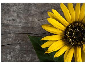 Obraz - Kvet slnečnice (70x50 cm)