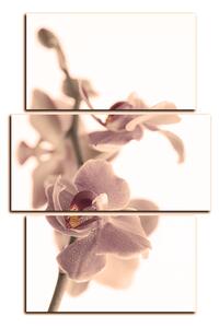Obraz na plátne - Orchidea kvet izolovaná na bielom pozadí - obdĺžnik 7222FC (120x80 cm)