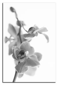 Obraz na plátne - Orchidea kvet izolovaná na bielom pozadí - obdĺžnik 7222QA (90x60 cm )