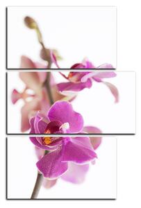 Obraz na plátne - Orchidea kvet izolovaná na bielom pozadí - obdĺžnik 7222D (90x60 cm)