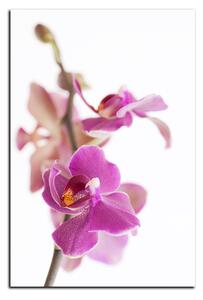Obraz na plátne - Orchidea kvet izolovaná na bielom pozadí - obdĺžnik 7222A (60x40 cm)