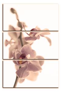 Obraz na plátne - Orchidea kvet izolovaná na bielom pozadí - obdĺžnik 7222FB (90x60 cm )