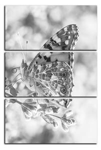 Obraz na plátne - Motýľ na levandule - obdĺžnik 7221QB (90x60 cm )
