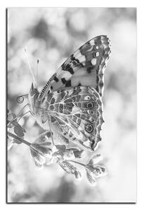 Obraz na plátne - Motýľ na levandule - obdĺžnik 7221QA (90x60 cm )