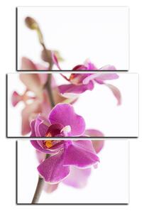 Obraz na plátne - Orchidea kvet izolovaná na bielom pozadí - obdĺžnik 7222C (120x80 cm)