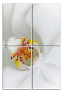 Obraz na plátne - Detailný záber bielej orchidey - obdĺžnik 7223E (90x60 cm)