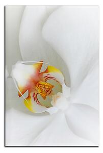 Obraz na plátne - Detailný záber bielej orchidey - obdĺžnik 7223A (90x60 cm )