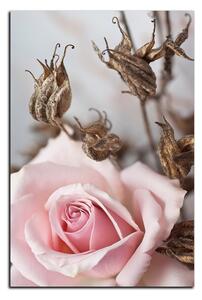 Obraz na plátne - Ruža a uschnuté rastliny - obdĺžnik 7225A (100x70 cm)