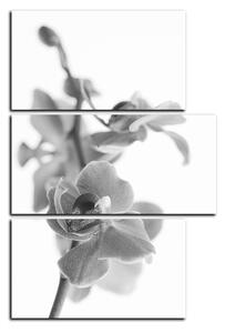 Obraz na plátne - Orchidea kvet izolovaná na bielom pozadí - obdĺžnik 7222QD (120x80 cm)