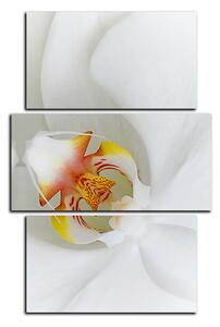 Obraz na plátne - Detailný záber bielej orchidey - obdĺžnik 7223C (120x80 cm)