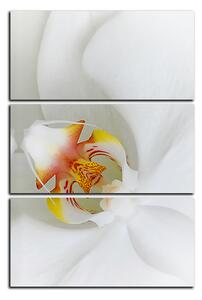 Obraz na plátne - Detailný záber bielej orchidey - obdĺžnik 7223B (90x60 cm )