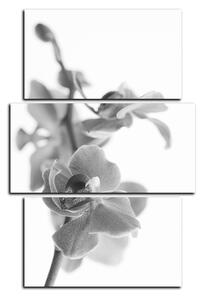 Obraz na plátne - Orchidea kvet izolovaná na bielom pozadí - obdĺžnik 7222QC (120x80 cm)