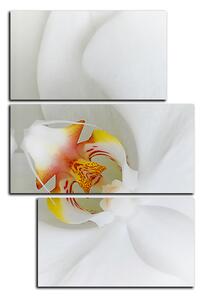 Obraz na plátne - Detailný záber bielej orchidey - obdĺžnik 7223D (90x60 cm)