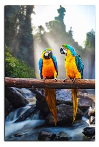 Obraz na plátne - Modro žlté Macaw - obdĺžnik 7232A (60x40 cm)