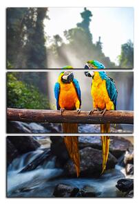Obraz na plátne - Modro žlté Macaw - obdĺžnik 7232B (90x60 cm )