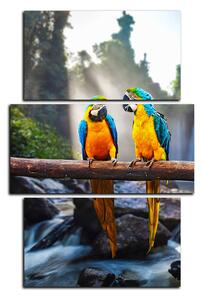 Obraz na plátne - Modro žlté Macaw - obdĺžnik 7232C (90x60 cm)