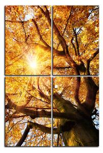 Obraz na plátne - Slnko cez vetvi stromu - obdĺžnik 7240E (120x80 cm)