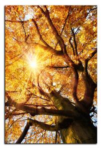 Obraz na plátne - Slnko cez vetvi stromu - obdĺžnik 7240A (100x70 cm)