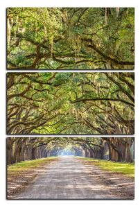 Obraz na plátne - Historické dubové stromy lemované poľnou cestou - obdĺžnik 7239B (90x60 cm )