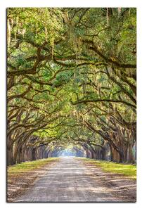 Obraz na plátne - Historické dubové stromy lemované poľnou cestou - obdĺžnik 7239A (90x60 cm )