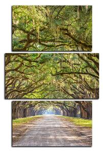 Obraz na plátne - Historické dubové stromy lemované poľnou cestou - obdĺžnik 7239C (120x80 cm)