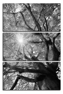 Obraz na plátne - Slnko cez vetvi stromu - obdĺžnik 7240QB (90x60 cm )