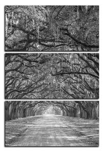 Obraz na plátne - Historické dubové stromy lemované poľnou cestou - obdĺžnik 7239QB (120x80 cm)