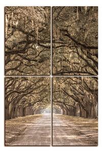 Obraz na plátne - Historické dubové stromy lemované poľnou cestou - obdĺžnik 7239FE (120x80 cm)
