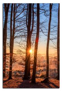 Obraz na plátne - Jesenné ráno v lese - obdĺžnik 7251A (75x50 cm)