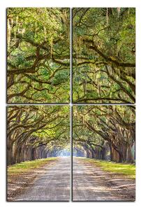 Obraz na plátne - Historické dubové stromy lemované poľnou cestou - obdĺžnik 7239E (90x60 cm)