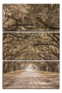 Obraz na plátne - Historické dubové stromy lemované poľnou cestou - obdĺžnik 7239FB (120x80 cm)