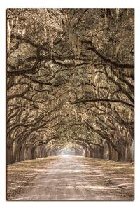 Obraz na plátne - Historické dubové stromy lemované poľnou cestou - obdĺžnik 7239FA (100x70 cm)