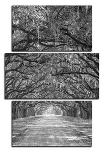 Obraz na plátne - Historické dubové stromy lemované poľnou cestou - obdĺžnik 7239QC (90x60 cm)