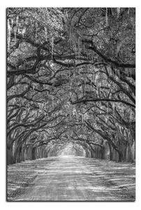 Obraz na plátne - Historické dubové stromy lemované poľnou cestou - obdĺžnik 7239QA (90x60 cm )
