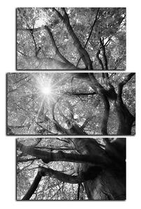 Obraz na plátne - Slnko cez vetvi stromu - obdĺžnik 7240QC (120x80 cm)