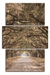 Obraz na plátne - Historické dubové stromy lemované poľnou cestou - obdĺžnik 7239FC (90x60 cm)