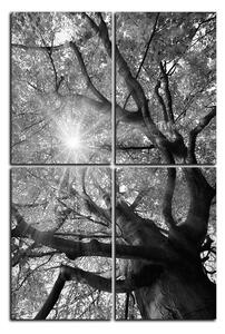 Obraz na plátne - Slnko cez vetvi stromu - obdĺžnik 7240QE (90x60 cm)