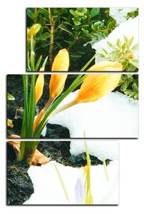 Obraz na plátne - Skoré jarné kvetiny - obdĺžnik 7242D (105x70 cm)