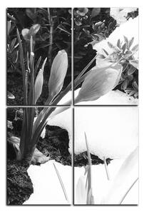 Obraz na plátne - Skoré jarné kvetiny - obdĺžnik 7242QE (120x80 cm)