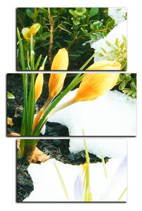 Obraz na plátne - Skoré jarné kvetiny - obdĺžnik 7242C (90x60 cm)