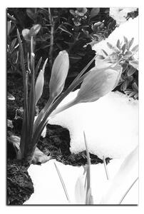 Obraz na plátne - Skoré jarné kvetiny - obdĺžnik 7242QA (120x80 cm)