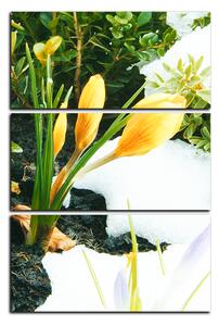 Obraz na plátne - Skoré jarné kvetiny - obdĺžnik 7242B (90x60 cm )