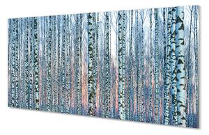 Nástenný panel  Brezového lesa pri západe slnka 100x50 cm