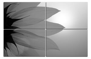 Obraz na plátne - Slnečnica kvet 1201QE (120x80 cm)